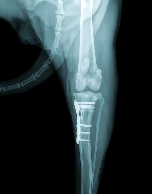 Chirurgie orthopédique d'un chien à St Didier au mont d'or