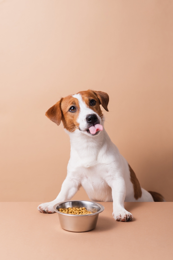 Alimentation du chien à St Didier au Mont d'Or